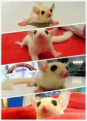 Not Given! - Sugar Glider Small & Furry