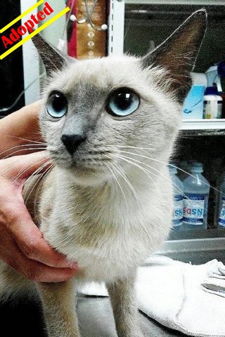 X (Adopted) See - Siamese Girl - Siamese Cat
