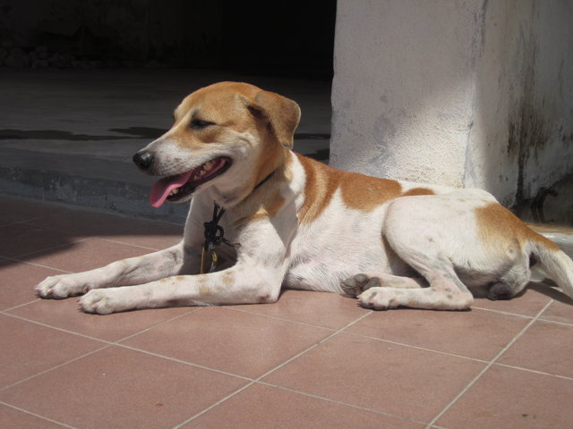 Good Girl - Mixed Breed Dog