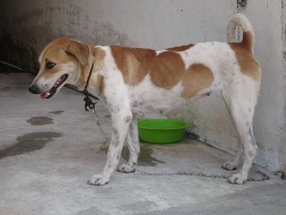 Good Girl - Mixed Breed Dog