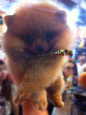 Pomeranian (Dark Orange) - Pomeranian Dog