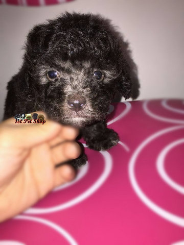 Toy Poodle (Silver Fur) - Poodle Dog