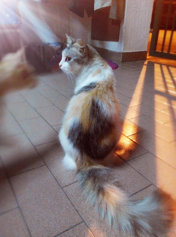 Beauty - Domestic Medium Hair Cat