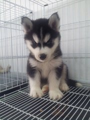 Black White Bi Eyes Husky - Husky Dog