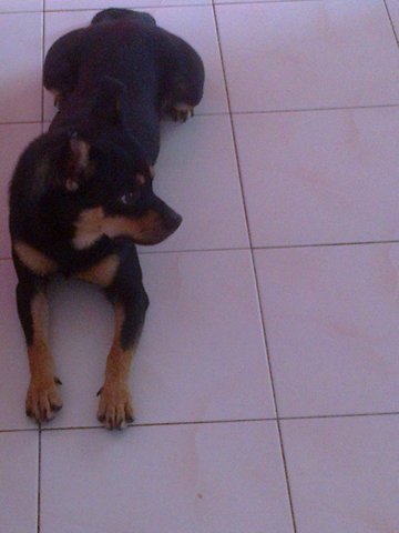 Romeo Aka Darling - Miniature Pinscher Dog