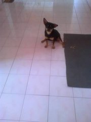 Romeo Aka Darling - Miniature Pinscher Dog