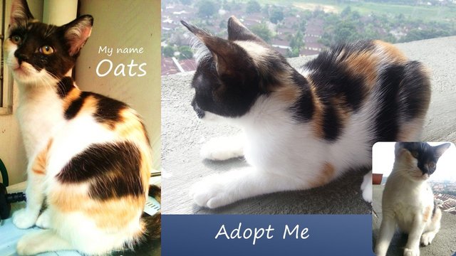 Oaks - Domestic Short Hair + Calico Cat