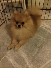 Cody - Pomeranian Dog