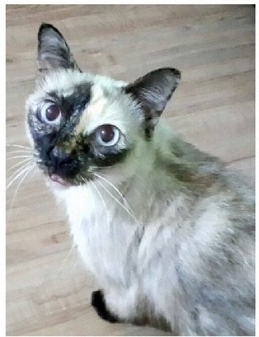 Girl - Siamese + Calico Cat