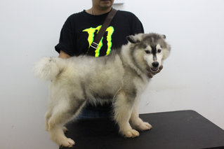 Real Quality Wooly Husky Puppy - Siberian Husky Dog