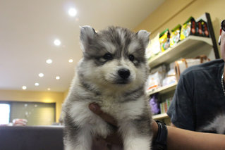 Real Quality Wooly Husky Puppy - Siberian Husky Dog