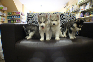 Real Quality Wooly Husky Puppy - Siberian Husky Dog