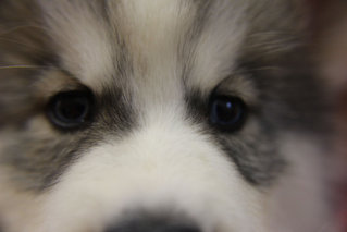 Real Quality Wooly Husky Puppy - Siberian Husky Dog