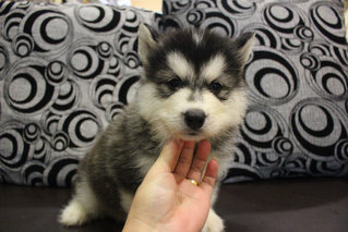 Real Quality Wooly Husky Puppy - Siberian Husky Dog