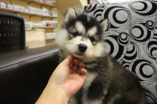 Real Quality Wooly Husky Puppy - Siberian Husky Dog