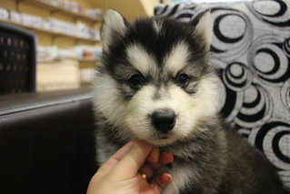 Real Quality Wooly Husky Puppy - Siberian Husky Dog