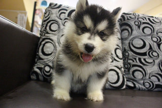 Real Quality Wooly Husky Puppy - Siberian Husky Dog