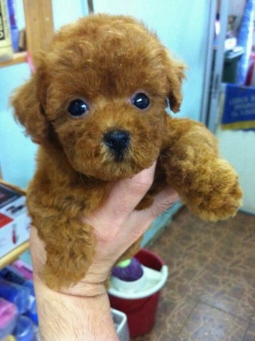 Quality Toy Poodle - Poodle Dog