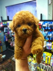 Quality Toy Poodle - Poodle Dog