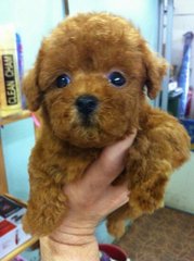 Quality Toy Poodle - Poodle Dog