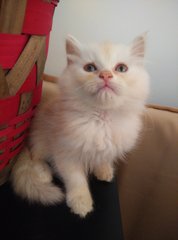 Maple - Persian Cat