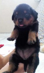 PF63802 - Rottweiler Dog