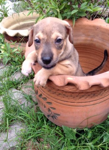 Samson Boy - Mixed Breed Dog