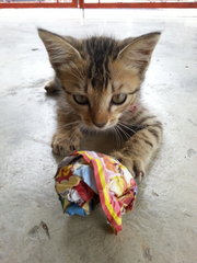 Playing with my DIY ball!