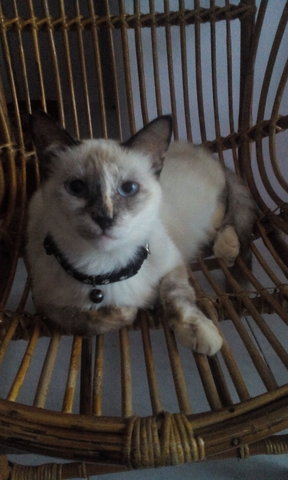 Mimy - Siamese Cat