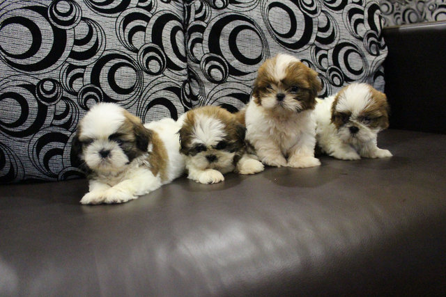 Quality Tri Color Shih Tzu Pup - Shih Tzu Dog