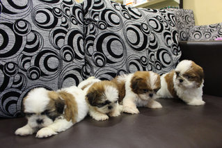 Quality Tri Color Shih Tzu Pup - Shih Tzu Dog