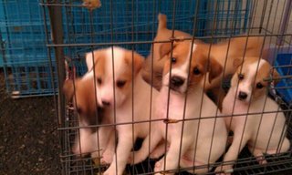 Jack Russell Terier For Adoption! - Jack Russell Terrier + Jack Russell Terrier (Parson Russell Terrier) Dog