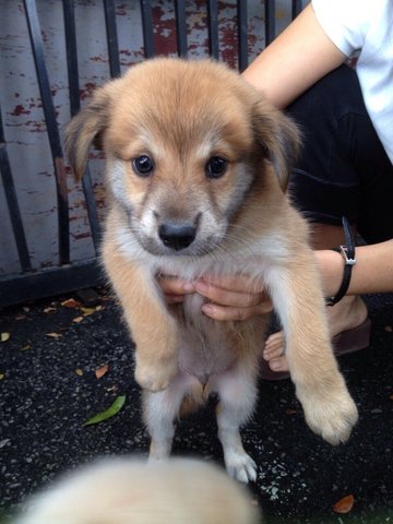 Buddy - Spitz Mix Dog