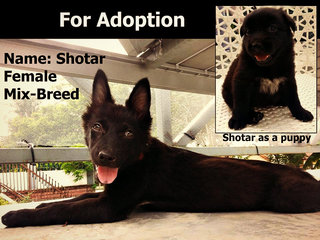 Shotar (Shah Alam) - Mixed Breed Dog