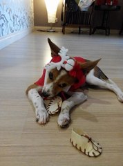 Miko the reindeer <3