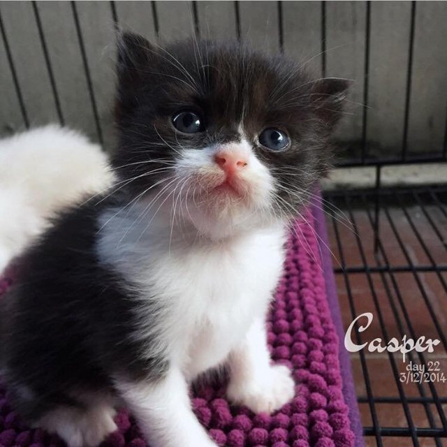 Casper - Persian + Domestic Long Hair Cat