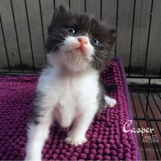 Casper - Persian + Domestic Long Hair Cat