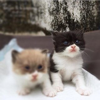 Casper - Persian + Domestic Long Hair Cat