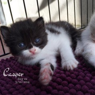 Casper - Persian + Domestic Long Hair Cat