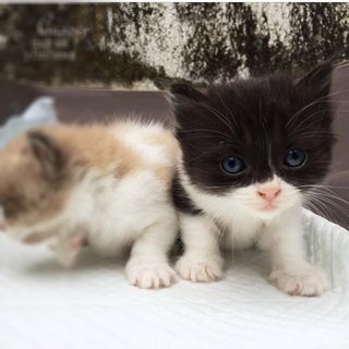 Casper - Persian + Domestic Long Hair Cat