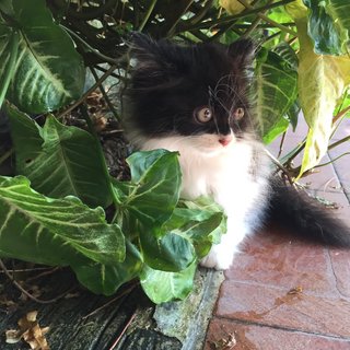 Casper - Persian + Domestic Long Hair Cat