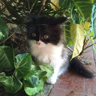 Casper - Persian + Domestic Long Hair Cat