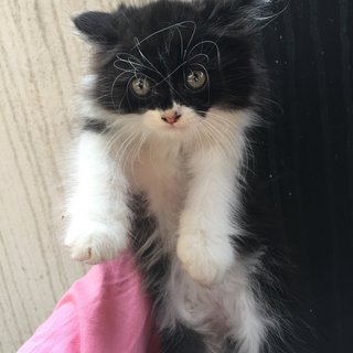 Casper - Persian + Domestic Long Hair Cat