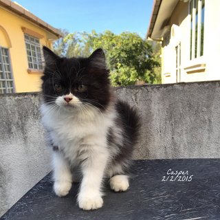 Casper - Persian + Domestic Long Hair Cat