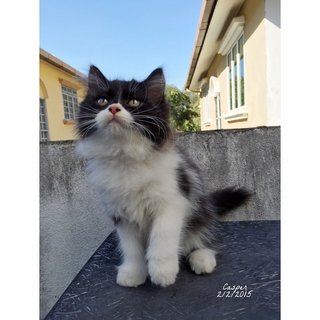 Casper - Persian + Domestic Long Hair Cat