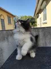 Casper - Persian + Domestic Long Hair Cat