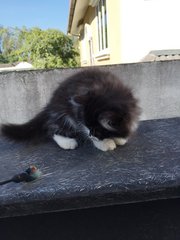 Casper - Persian + Domestic Long Hair Cat