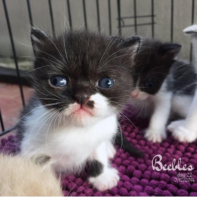 Beebles - Exotic Shorthair Cat