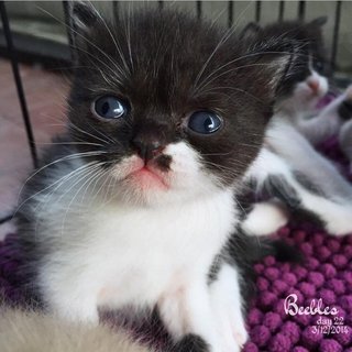 Beebles - Exotic Shorthair Cat