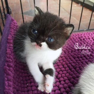 Beebles - Exotic Shorthair Cat